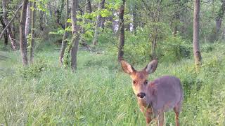 Faune sauvage  Couple de chevreuil renard lièvre martre  Full HD [upl. by Adamsen]