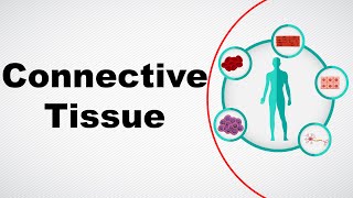 Structure and Function of Connective Tissue  Animal Tissue  Biology  Letstute [upl. by Reklaw]