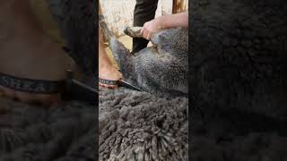 Beautiful corriedale wool being blade shorn [upl. by Annoynek]