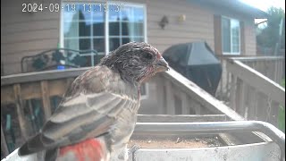 A House Finch Looking For Birdseed [upl. by Hamnet]