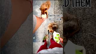 Don’t hesitate to feed them  street dogs feeding doglover feedingstreetdogs streetdog ytshort [upl. by Alejoa366]