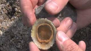 How to find free food on a beach  Winkles amp Limpets [upl. by Coady]