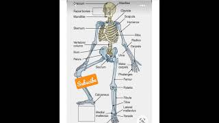 Bones Names of Human Skelton  Human Skelton  Sketch Of Human Body  Bones [upl. by Enrobyalc]