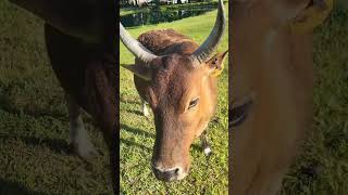 What a great day🐮🥰 upclose treat cows goodvibes countrylife [upl. by Semmes525]