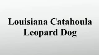 Louisiana Catahoula Leopard Dog [upl. by Eylrac174]