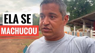 OLHA O QUE ACONTECEU COM O SÍTIO QUANDO ESTIVE AUSENTE [upl. by Occor]