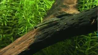 iNdEPTH Otocinclus Catfish Otocinclus Vestitus [upl. by Micaela996]