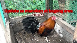 Update sa manokan at bagong area  Vlog 33 [upl. by Sontag865]