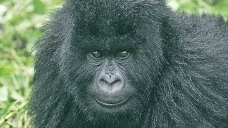 Gorillas and Wildlife of Uganda HD [upl. by Leuqram780]