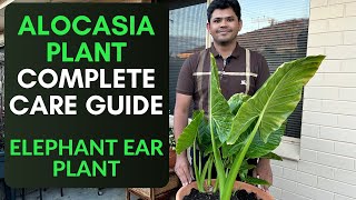 Alocasia Plant Complete Care Guide  Elephant Ear Plant Care Tips [upl. by Atcele]