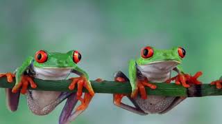 Redeyes Treefrog 🐸 kids song with story children song nursery rhyme for baby [upl. by Egdirdle189]