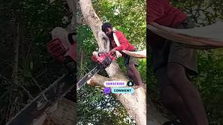 Amazing Fast Ped Kaatne Wali Machine Extreme Efficient Tree Cutting [upl. by Amik212]