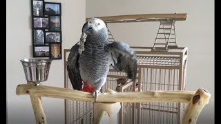 Macy African Grey Parrot Gets Trained on New Perch wTalking [upl. by Stefano]