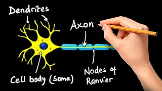 Structure and Function of Neuron in Hindi [upl. by Corrinne]