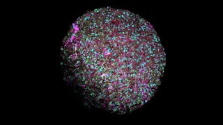 Organoid intelligence a new biocomputing frontier  Frontiers in Science [upl. by Lutero]