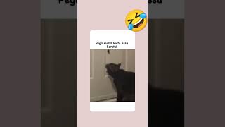 Gato com nojo de barata é novo prá mim kkkkkkk memes engraçados petsfofos [upl. by Retnuh]