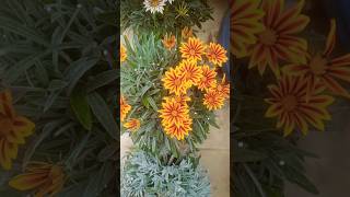 Gazania Flower plantShortsYouTubeMost Popular Winter Flower PlantGrow Gazania Flower At Home [upl. by Swords]