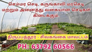 செம்மரம் செடி கிடைக்கும் இடம்  nursery in kallukudiyiruppu  semmaram [upl. by Halpern]