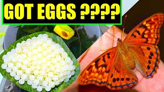 HOW TO GET YOUR BUTTERFLY TO LAY EGGS FEATURING THE TAWNY EMPEROR PART 2 [upl. by Philoo]