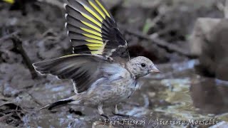 Giovani Cardellini  Young Goldfinches Carduelis carduelis [upl. by Nallij]