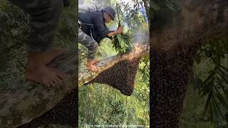 Bees killed this man shortsvideo [upl. by Thielen]