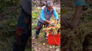 Harvesting edamame farmingsatisfyingrurallifeenjoyrurallifenaturerurallifeagriculture [upl. by Kelleher]