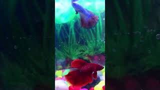 The EASIEST Way to Make Your Aquarium Fish SMART [upl. by Pyle]