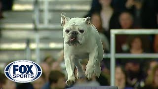 Watch Rudy the Bulldog crush the 2019 WKC Masters Agility course  FOX SPORTS [upl. by Haelhsa]