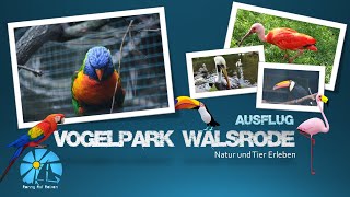 Vogelpark Walsrode  Ein Tag im Vogelpark [upl. by Jocko]