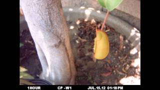 Nepenthes sanguinea pitchering timelapse [upl. by Rosenthal428]