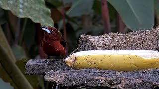 Crimsonbacked Tanager Steals the Stage From Palm Tanagers amp Thickbilled Euphonias  August 4 2023 [upl. by Tootsie]