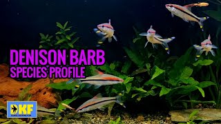 Denison Barb species profile [upl. by Nawotna]