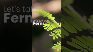 Let’s talk about Ferns [upl. by Hastings458]