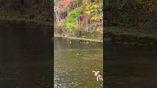 Frances Slocum State Park  WyomingPA  Ducks [upl. by Hsaka]