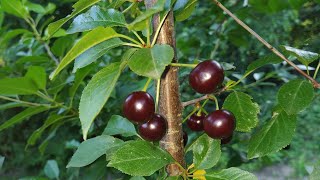 Sour cherry Prunus cerasus [upl. by Eyla]