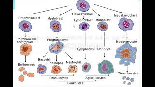 محاضره Aplastic anemia [upl. by Eneladgam]