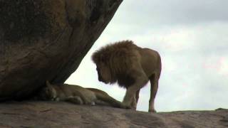 Simba and Nala in love  Serengeti [upl. by Megdal]