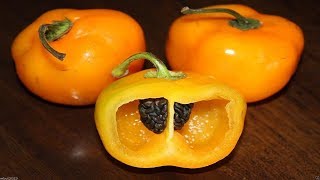 ⟹ Manzano Orange Pepper Capsicum pubescens BLACK SEED VERITY pepper [upl. by Agneta]