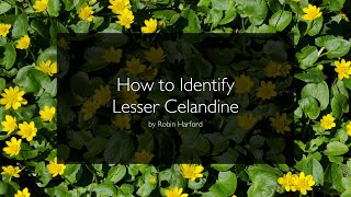 How to identify Lesser Celandine  Ficaria verna  Ranunculus ficaria by Robin Harford [upl. by Agbogla]