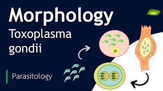 Toxoplasma gondii  Morphology  Basic Science Series [upl. by Carly]