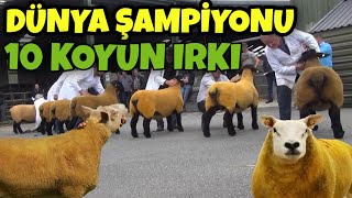 EN YÜKSEK ET VERİMLİ 10 KOYUN IRKI  10 Best Meat Produting Sheep Breeds [upl. by Asusej]