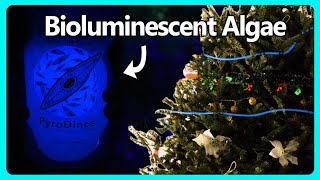 Decorating My Tree With Bioluminescence [upl. by Accever]