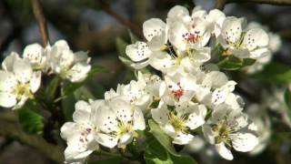 Spring in Cochem holiday region in Moselle Valley in Germany amp Blossom fest [upl. by Enelec]