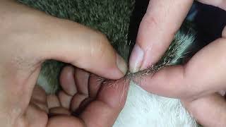 Fleas on Cats Identification and Effective Removal [upl. by Hsatan]