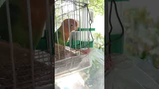 YUMI OUR LOVEBIRD KISS MY DAUGHTER trending shortsvideo lovebirds [upl. by Ameerak]