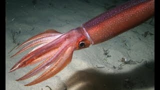 Тихоокеанский кальмар  Japanese Flying Squid Энциклопедия животных [upl. by Yrrok]