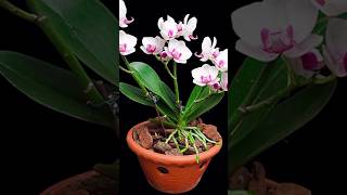 Try this method of expert orchid growers orchids will bloom more and longer plants orchid short [upl. by Bork]