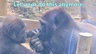 Gorilla Kintaro wants to play more with Gentaro【Kyoto city zooGorilla Fam】 [upl. by Yanehs]