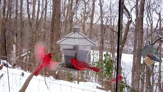 Winter Birds Feeding Frenzy Cats LOVE It [upl. by Schreibman982]