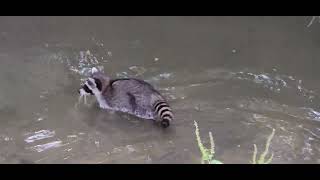 Raccoons are scared because of the coyote [upl. by Grant]